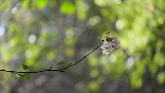 绿荫中的一枝海棠花