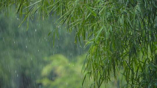 热带森林的暴雨