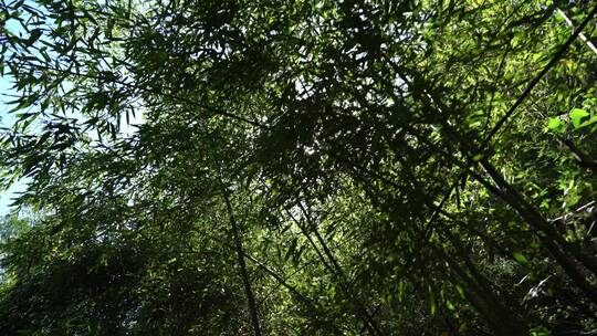 洛阳龙潭大峡谷旅游生态森林河流景点