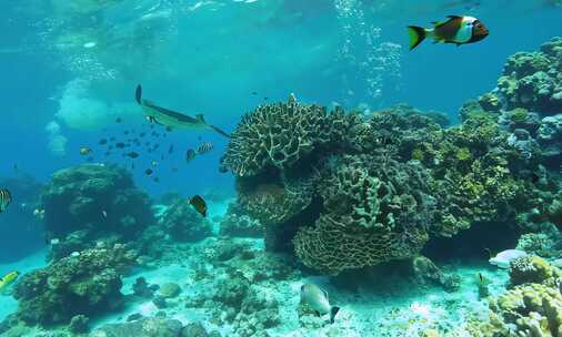 【合集】海洋海底生物素材