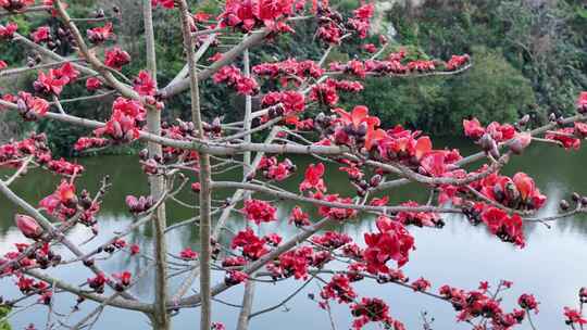 水边盛开的木棉花素材