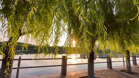 夕阳下河边垂柳步道风景