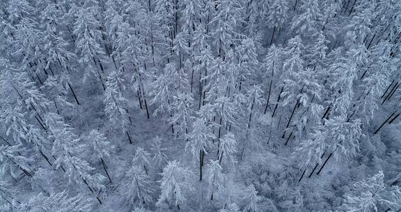 航拍大兴安岭林海雪原雪林雪景