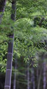 竹子竹叶生态自然