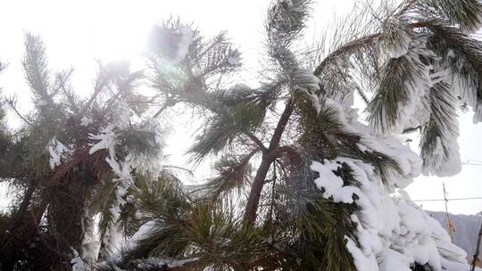 美丽的冬天 雪 初雪 雪景 白露 霜冻 霜降