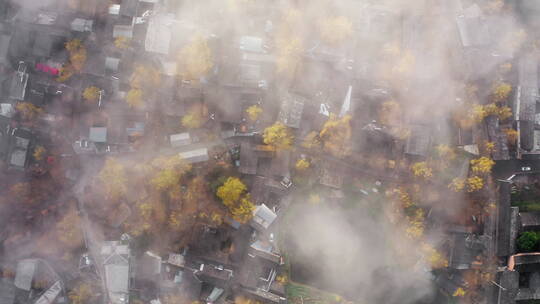 俯瞰云雾中的银杏村