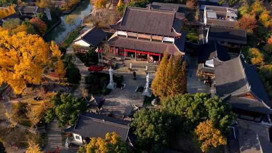 浙江嘉兴梅花洲石佛寺千年银杏航拍