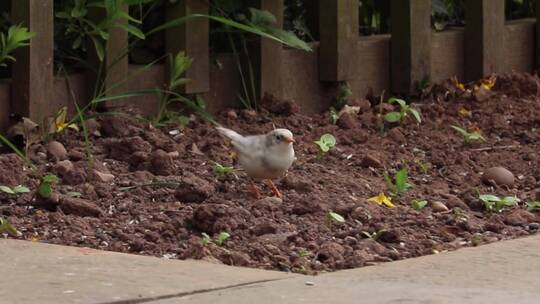 白雀在地上觅食