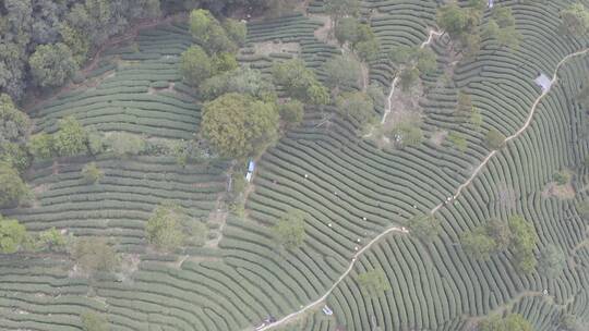 杭州西湖梅家坞茶园茶山视频素材模板下载