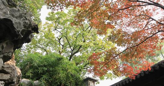 秋天苏州园林唯美红枫古建筑局部特写