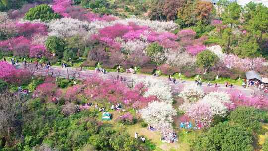 杭州超山春天梅花航拍