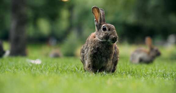 兔子，野兔，兔子，动物