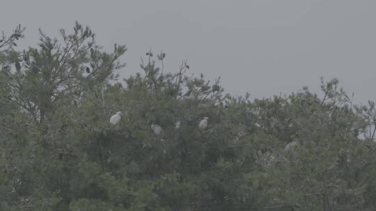 野生鸟类栖息的松树林长焦拍摄LOG