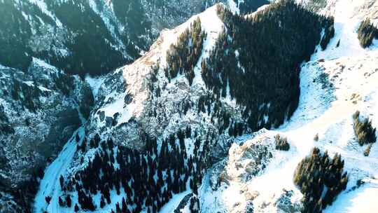 高山雪原 雪山 雪岭云杉