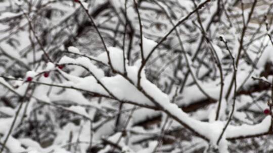 树枝上的积雪雪松落雪