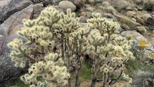 南加州一种尖尖的野生沙漠植物的镜头，上面