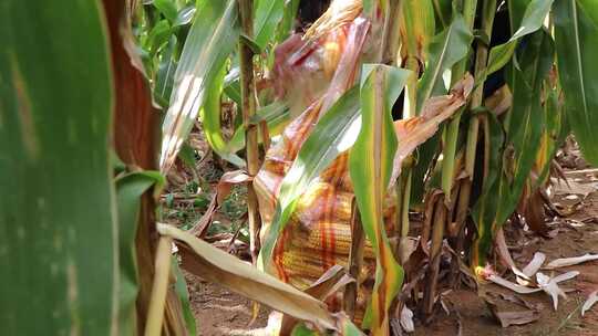玉米农民收割绿色生态农业丰收收获