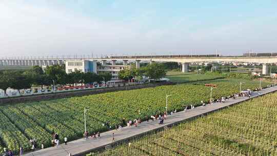 中国广东省广州市南沙横沥镇向日葵视频素材模板下载