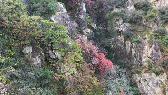 航拍秦岭秋天景色 秦岭 秋季