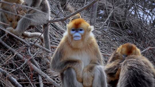神农架自然保护区金丝猴视频素材模板下载