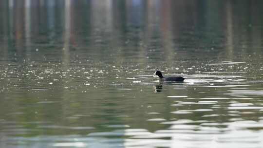 4K长焦实拍春天野鸭在湖中觅食