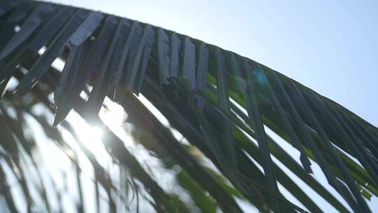 镜头耀斑通过棕榈叶