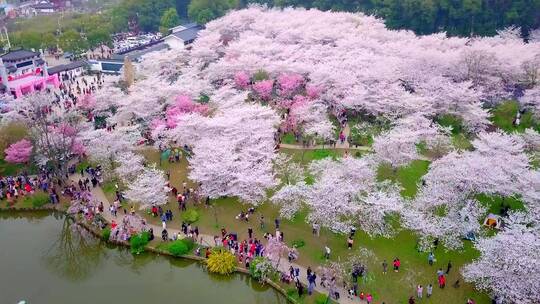 武汉东湖樱园春天樱花盛开视频素材模板下载