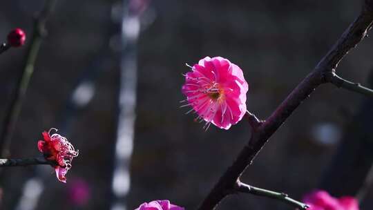 腊梅花 红色腊梅 逆光红梅 1738