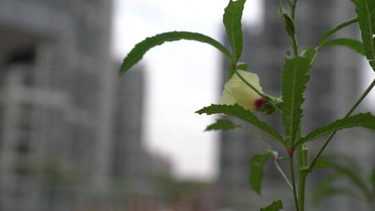 菜地 种菜 菜田 开荒 菜园子