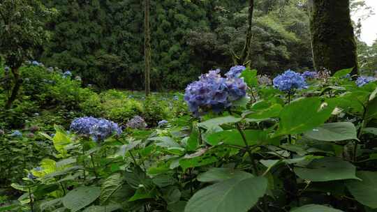 龙苍沟国家森林公园