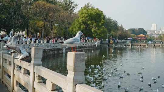 红嘴鸥海鸥候鸟昆明人与自然