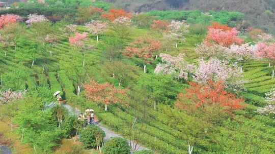 湖南郴州高椅岭樱花园