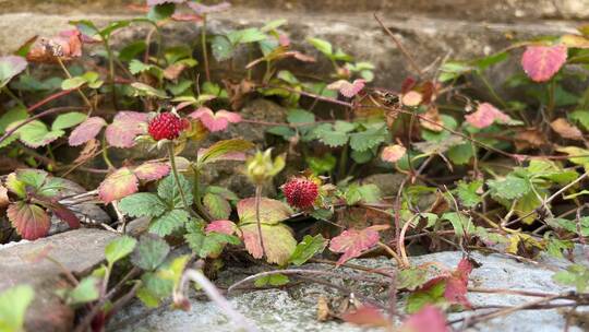 野草莓植物