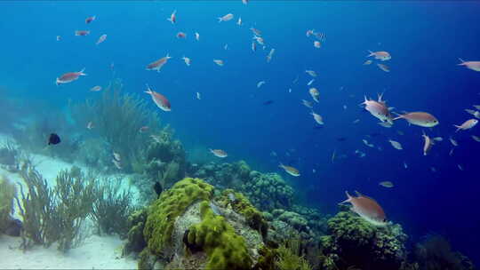 在潜水之旅中，一群鱼在礁石上游来游去