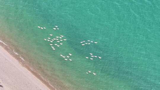 青海湖天鹅