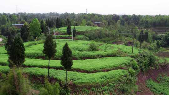 艾草基地