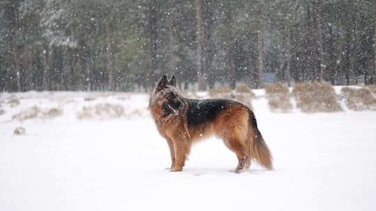 带狗儿去雪地玩耍