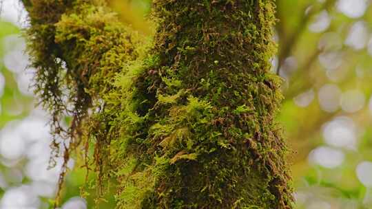 树干青苔特写镜头