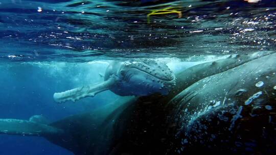 座头鲸在水下的特写