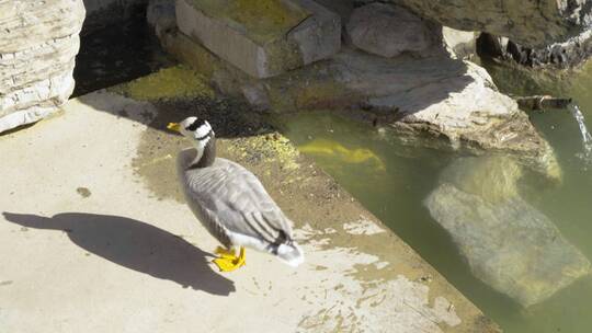 鸭子在吃饲料观赏水禽斑头雁