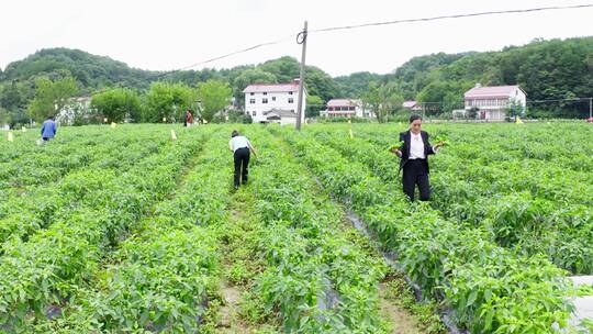 【4K】曾家山采摘辣椒