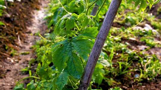 蔬菜种植无公害蔬菜 绿色农业