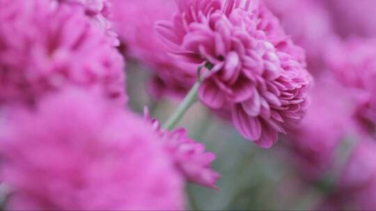 紫色-的菊-花-特-写