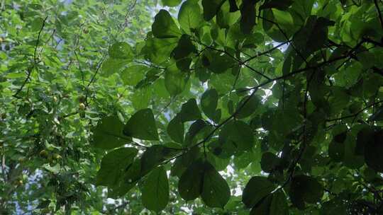 阳光下的翠绿树叶雨天树林太阳雨