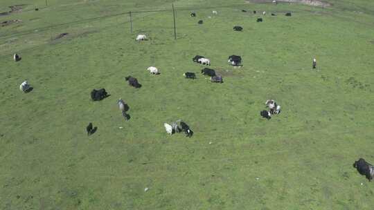 青海高原上成群的牦牛