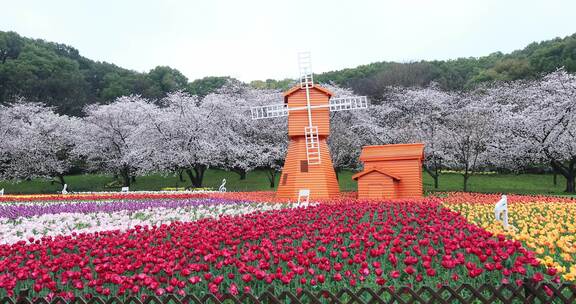 春天樱花郁金香花海风车春回大地空镜素材