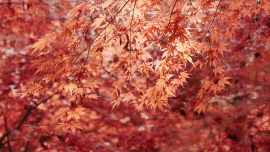 秋天枫叶黄叶红叶阳光视频素材模板下载