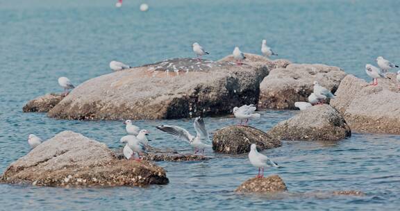 8k 实拍海边礁石上的海鸟海鸥
