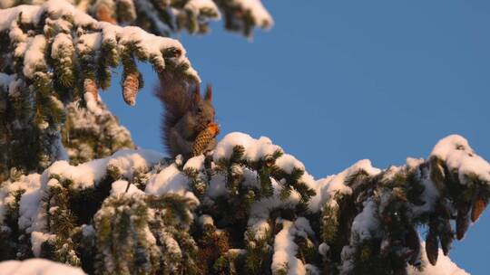 冬季松鼠在松树上觅食吃松果