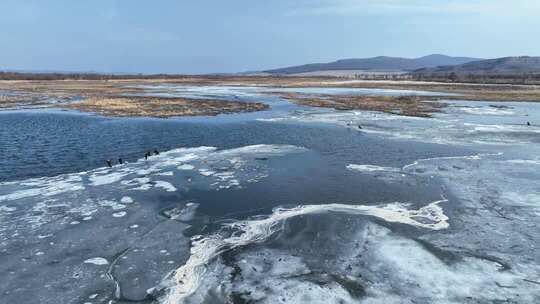 呼伦贝尔早春冰雪湿地和水鸟